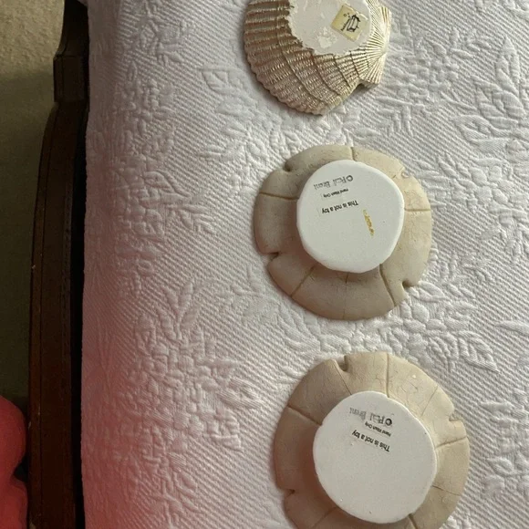Sand Dollars  and shell Decor Set - Picture 6 of 11